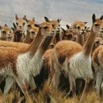 Nazca Trips - The Best Guided Tours in Nazca, Peru