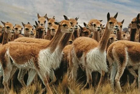 Visite de la réserve nationale de Pampa Galeras